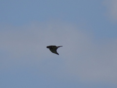 Circaetus gallicus