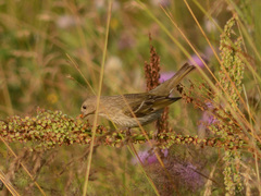 Carpodacus erythrinus