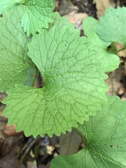 Alliaria petiolata