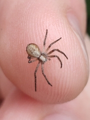Philodromus aureolus