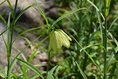 Fritillaria thunbergii