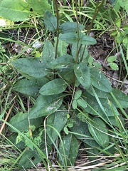 Helianthus atrorubens
