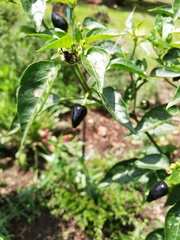 Capsicum frutescens