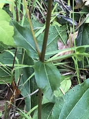 Helianthus atrorubens