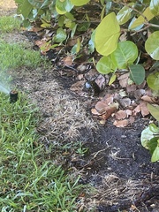 Terrapene carolina bauri