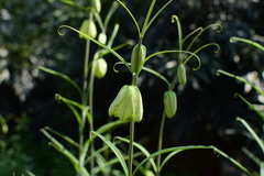 Fritillaria thunbergii