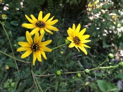 Helianthus atrorubens