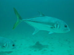 Caranx latus