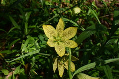 Fritillaria thunbergii
