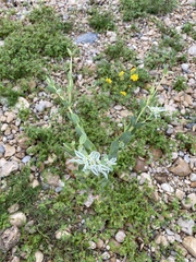 Euphorbia marginata