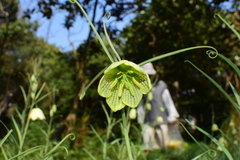 Fritillaria thunbergii