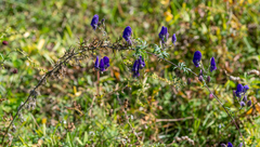 Aconitum volubile