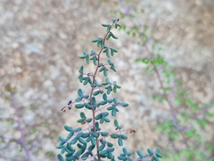 Pellaea myrtillifolia