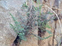 Pellaea myrtillifolia