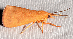 Virbia aurantiaca