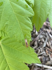 Stenomacra marginella