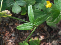 Ranunculus