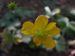 Ranunculus