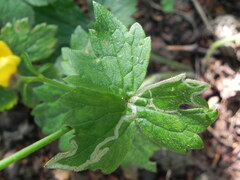 Ranunculus