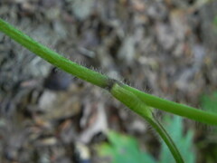 Ranunculus