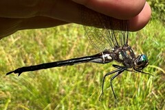 Somatochlora tenebrosa