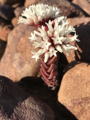 Crassula alpestris