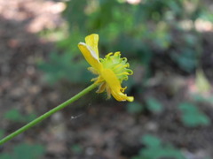 Ranunculus
