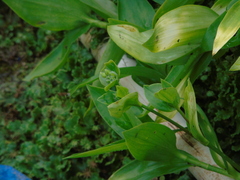 Tradescantia fluminensis