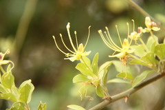 Capparis