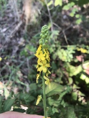 Agrimonia eupatoria