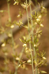 Eulophia andamanensis