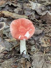 Russula paludosa