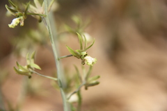 Eulophia andamanensis