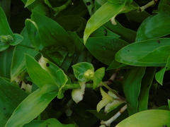 Tradescantia fluminensis