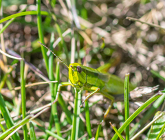 Euthystira brachyptera