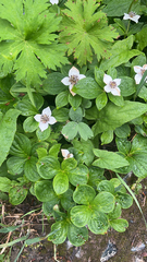Cornus unalaschkensis