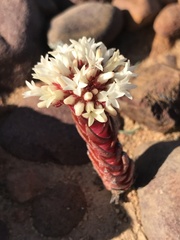 Crassula alpestris