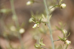 Eulophia andamanensis