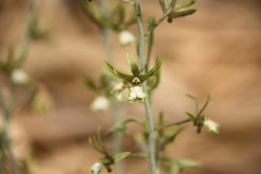 Eulophia andamanensis