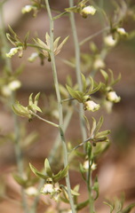 Eulophia andamanensis