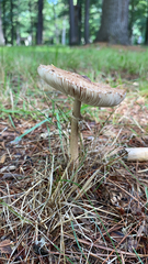 Macrolepiota