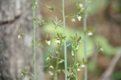 Eulophia andamanensis