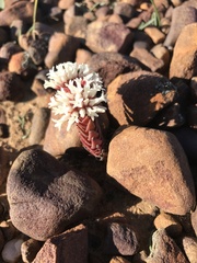 Crassula alpestris