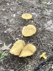 Retiboletus ornatipes