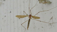 Tipula ultima