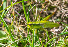 Euthystira brachyptera