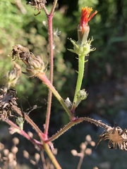 Picris hieracioides