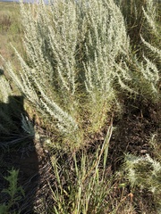 Artemisia filifolia