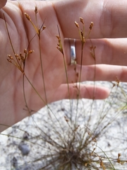 Bulbostylis ciliatifolia