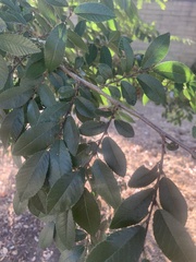 Ulmus parvifolia